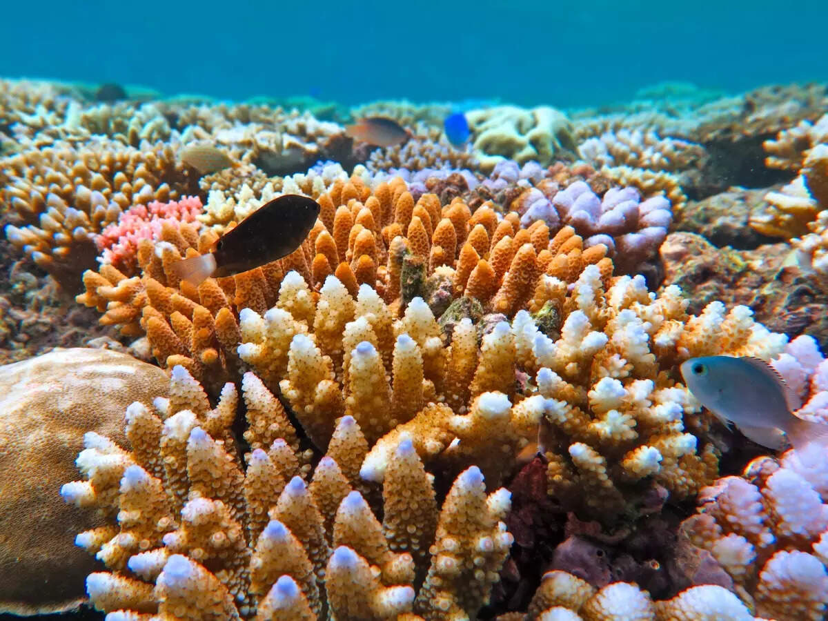 Corals in Great Barrier Reef