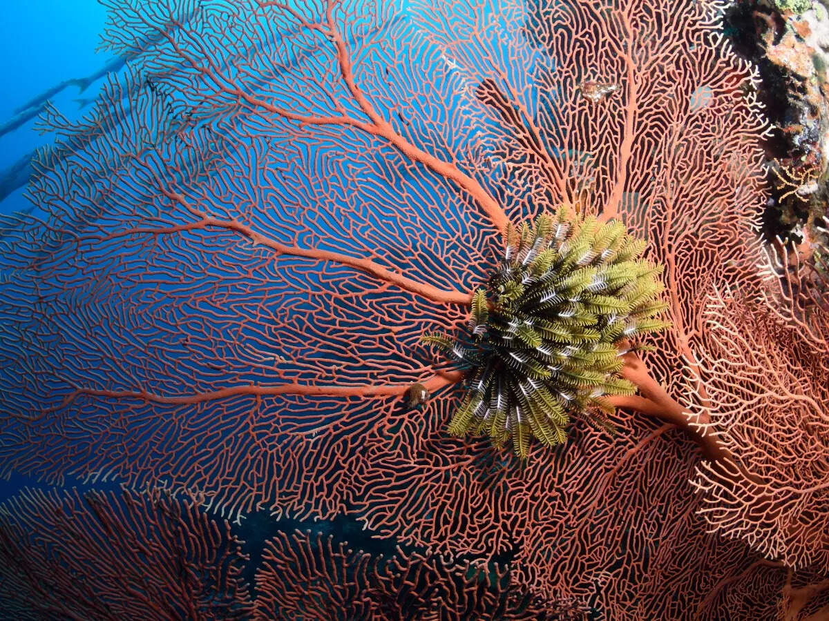 Colourful corals