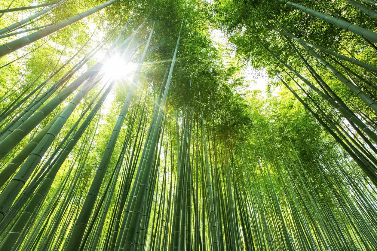 bamboo