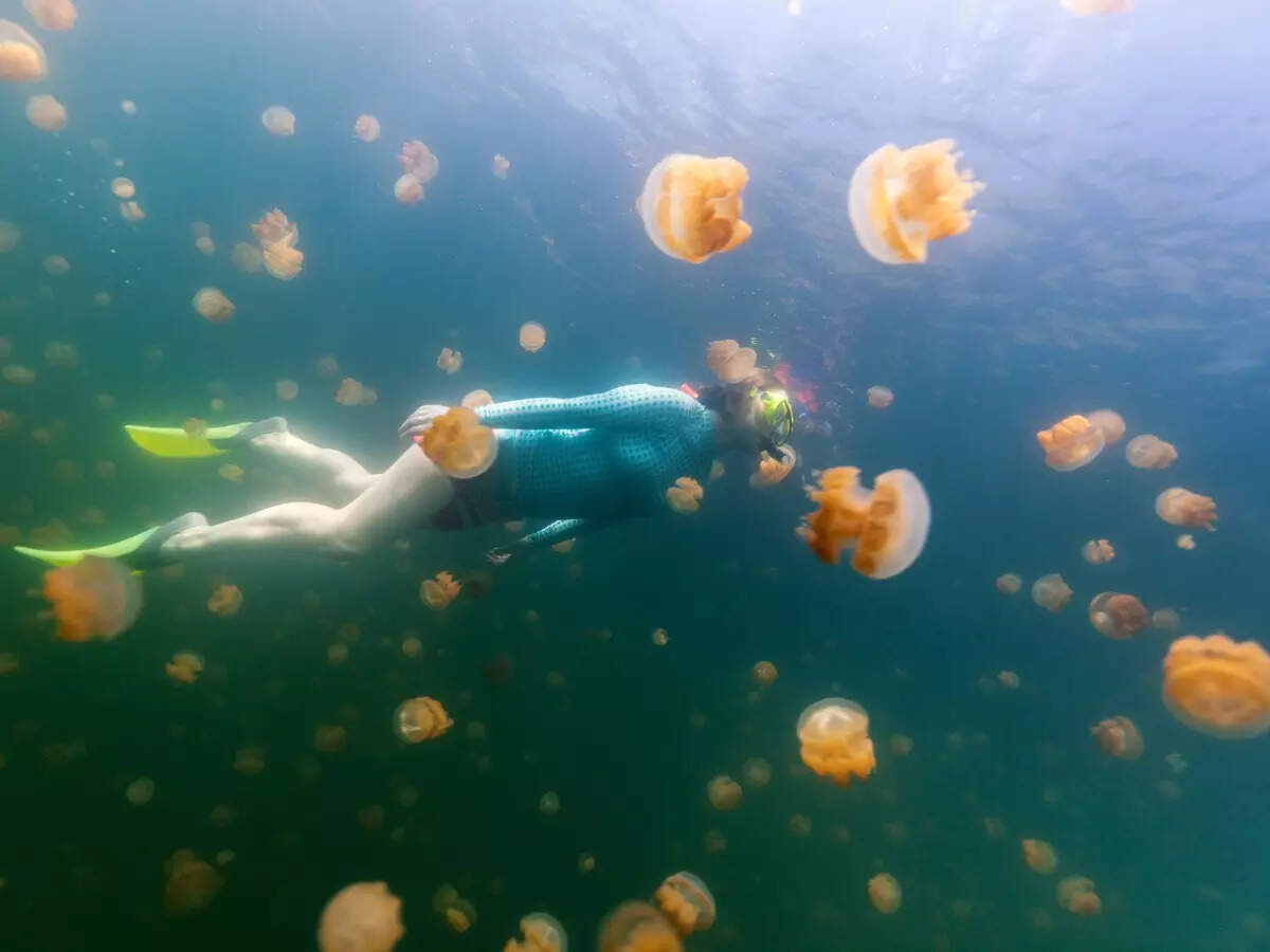 Jellyfish Lake in Palau Jellyfish Lake in Palau