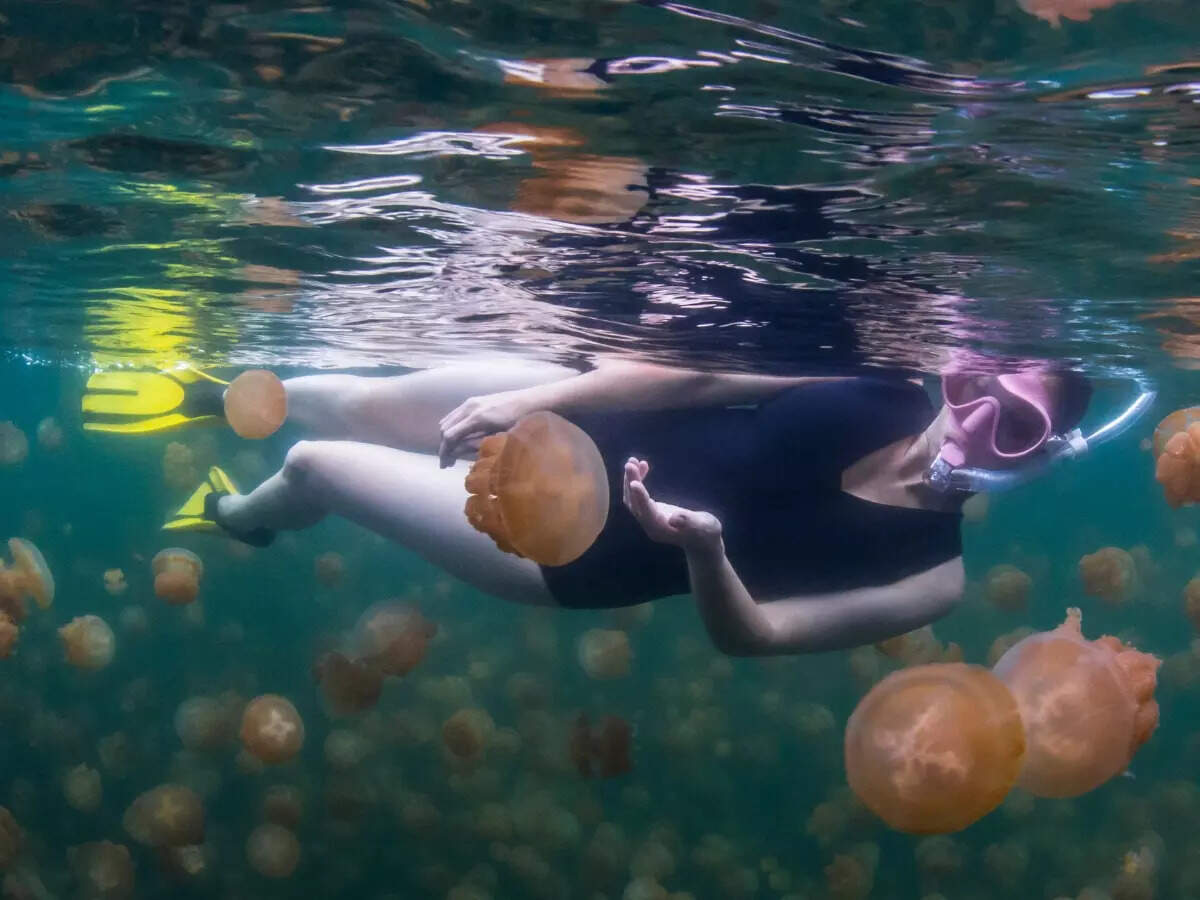 Snorkelling in Jellyfish Lake, Palau Snorkelling in Jellyfish Lake, Palau
