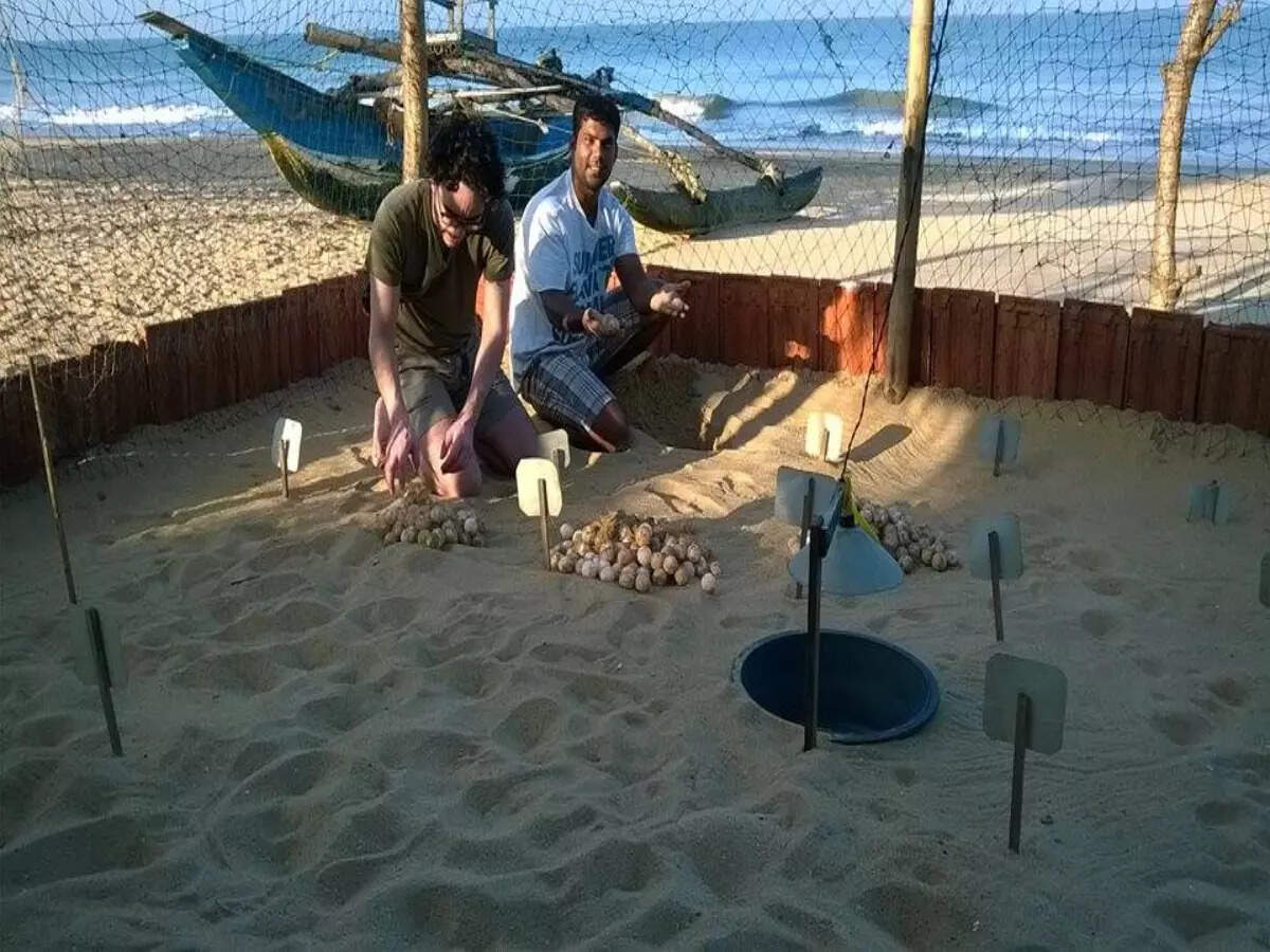 Turtle eggs