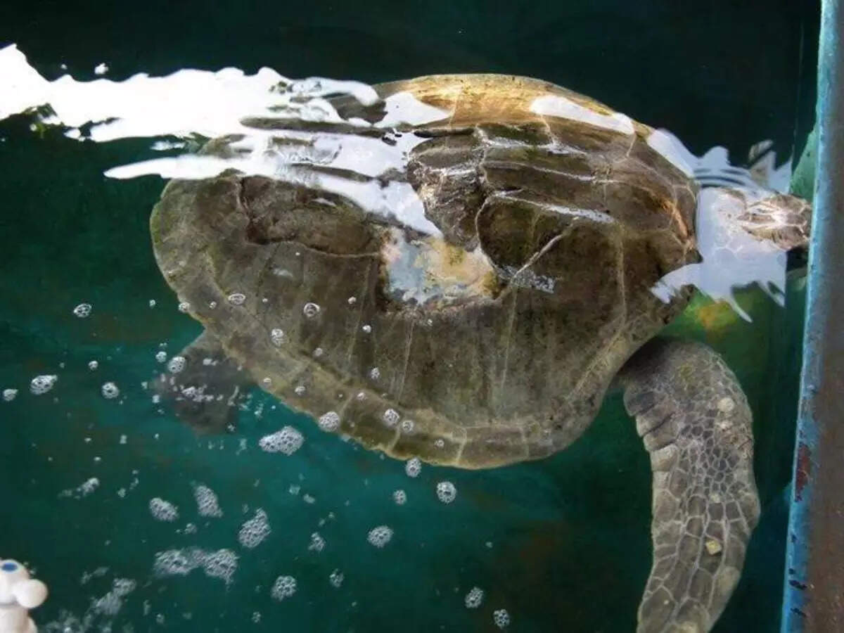 Injured turtle