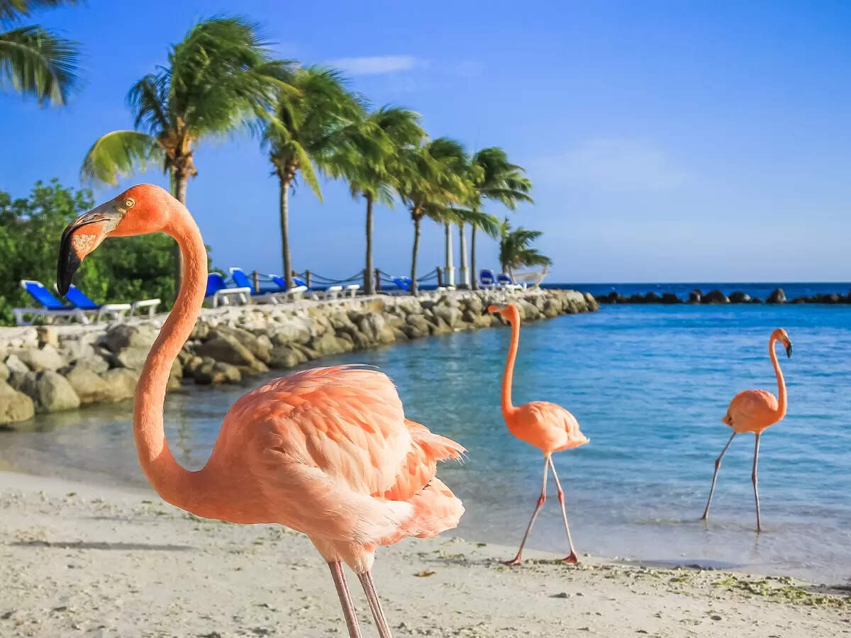 Flamingo Beach in Aruba