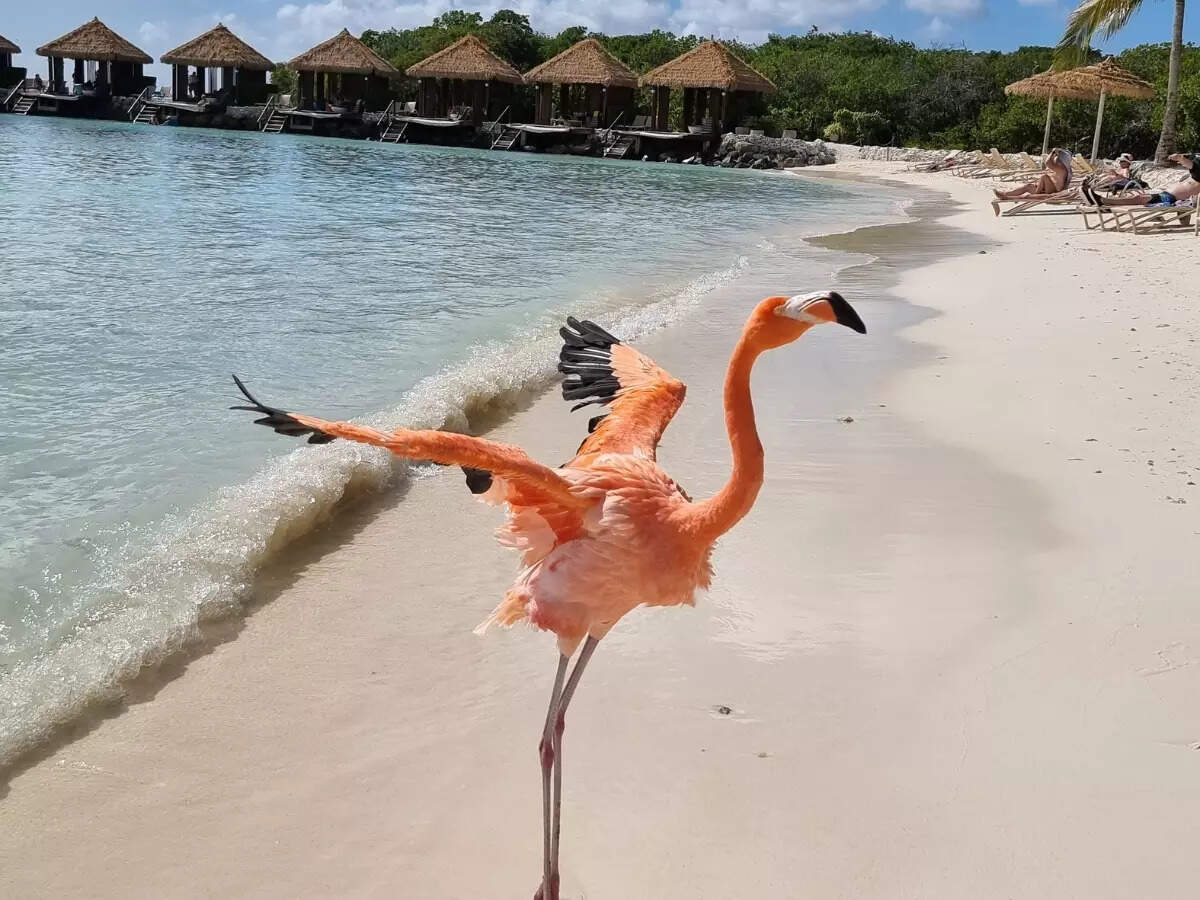 Flamingo in Aruba