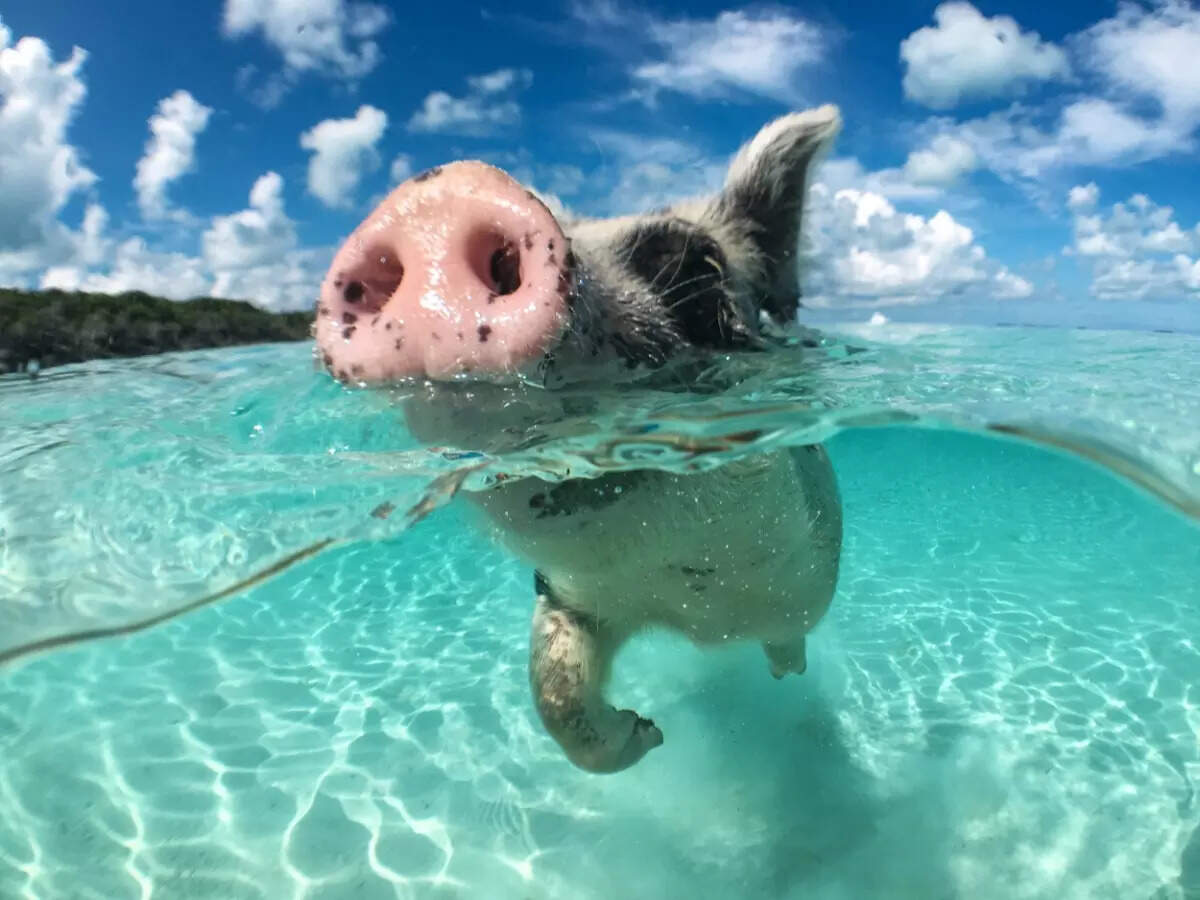 Swimming pigs of the Bahamas