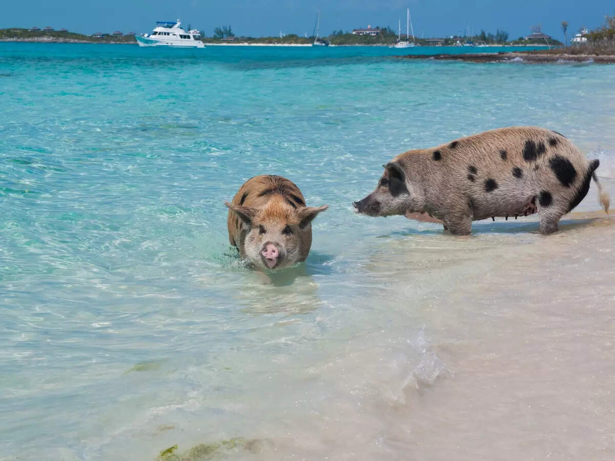 Feral pigs in the Bahamas