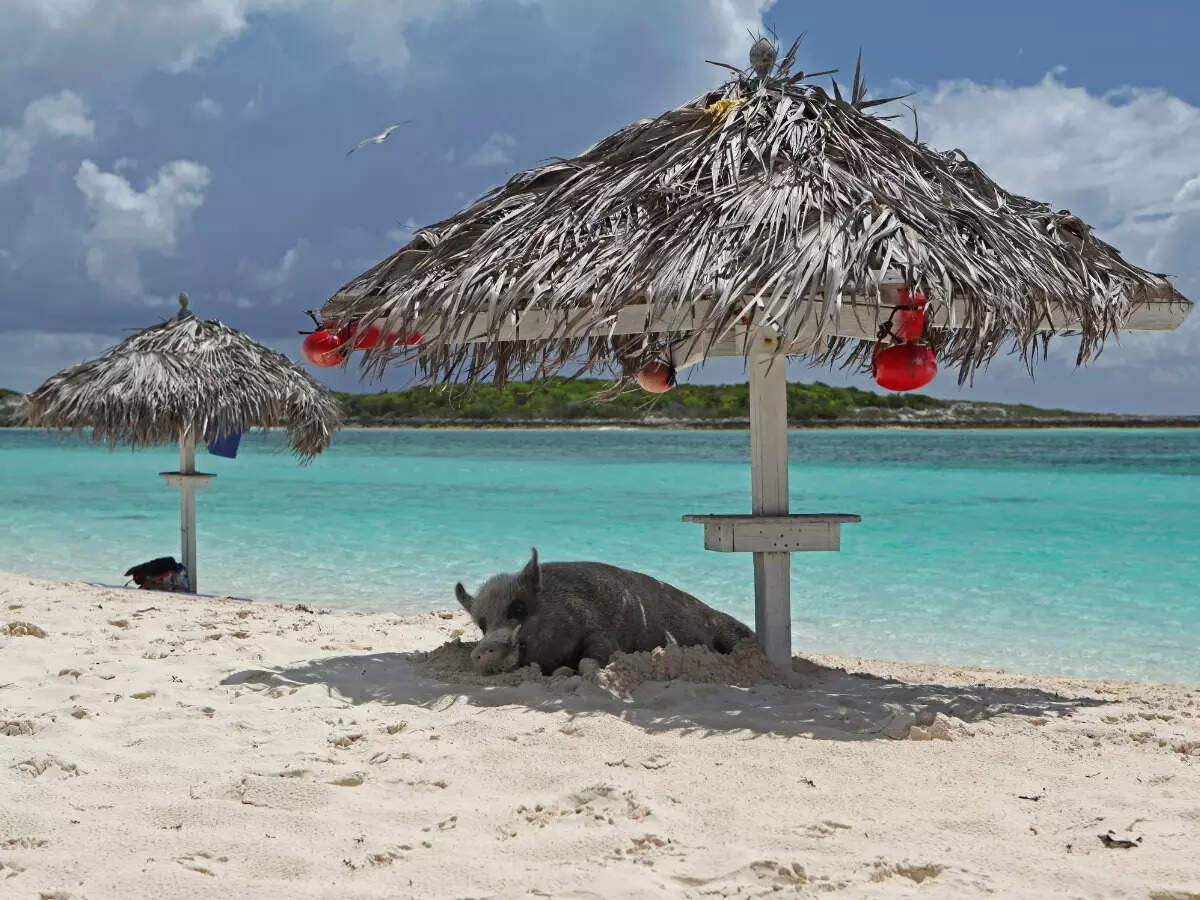 Pigs in Bahamas