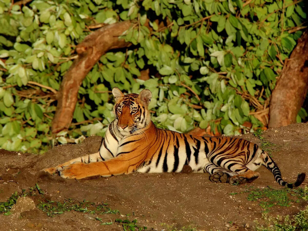Mysuru Gateway to Karnataka&rsquo;s best wildlife experiences