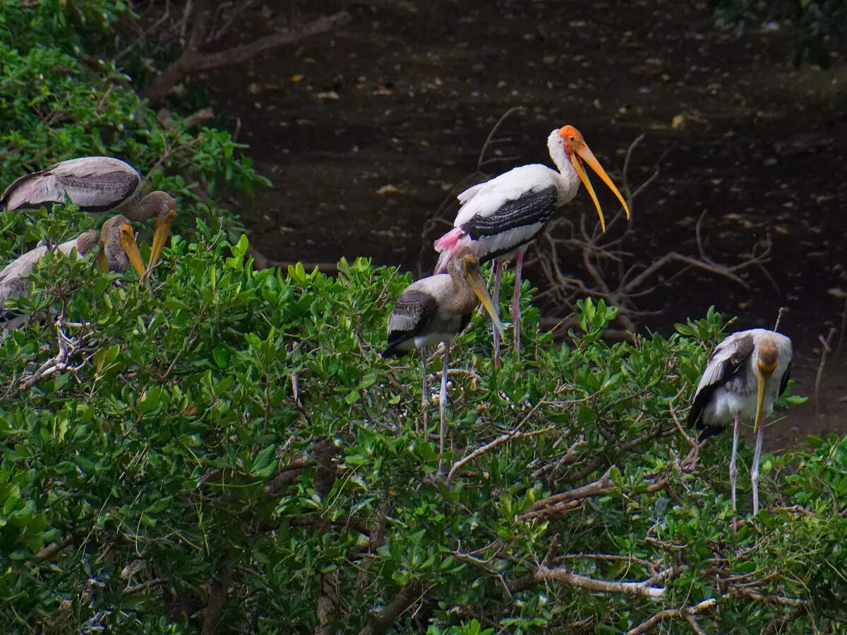 Kokkare Bellur Bird Sanctuary