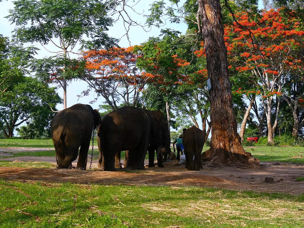 Dubare Elephant Camp