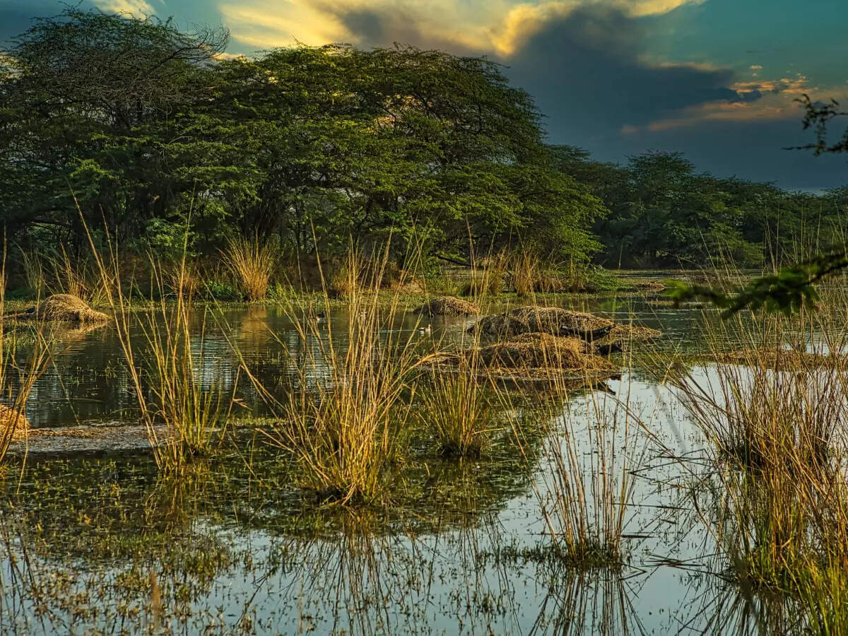 Sultanpur wetlands
