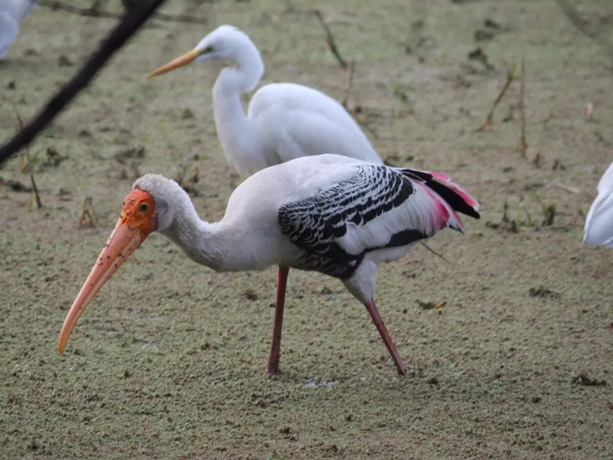 Migratory birds in Sultanpur National Park