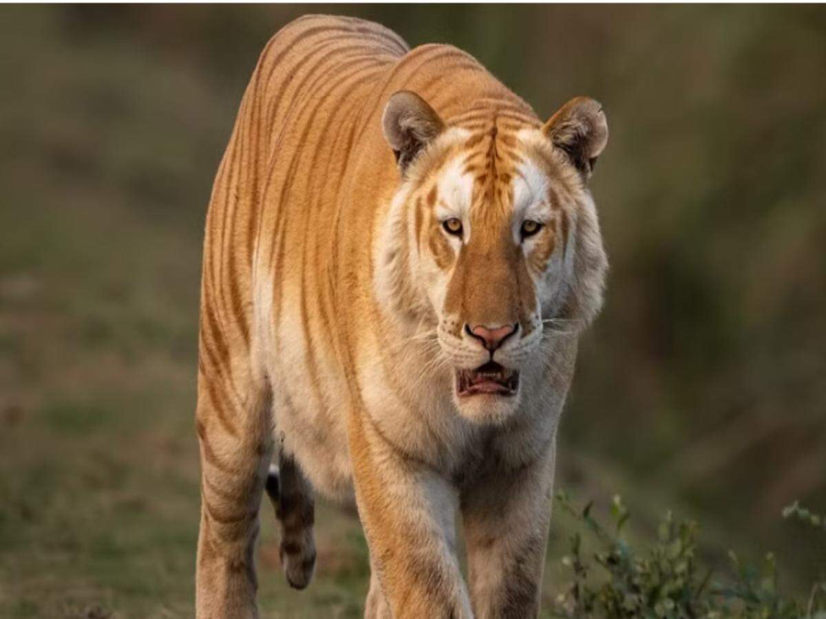 TIGER TIGER