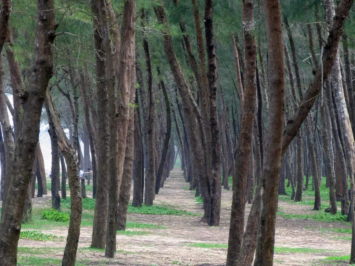 Trees in Kappad Beach