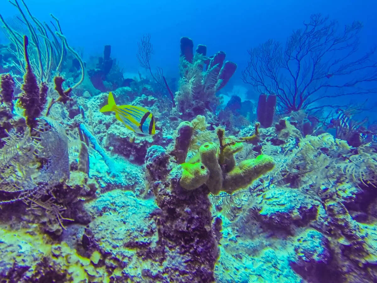 Diving in Belize Diving in Belize