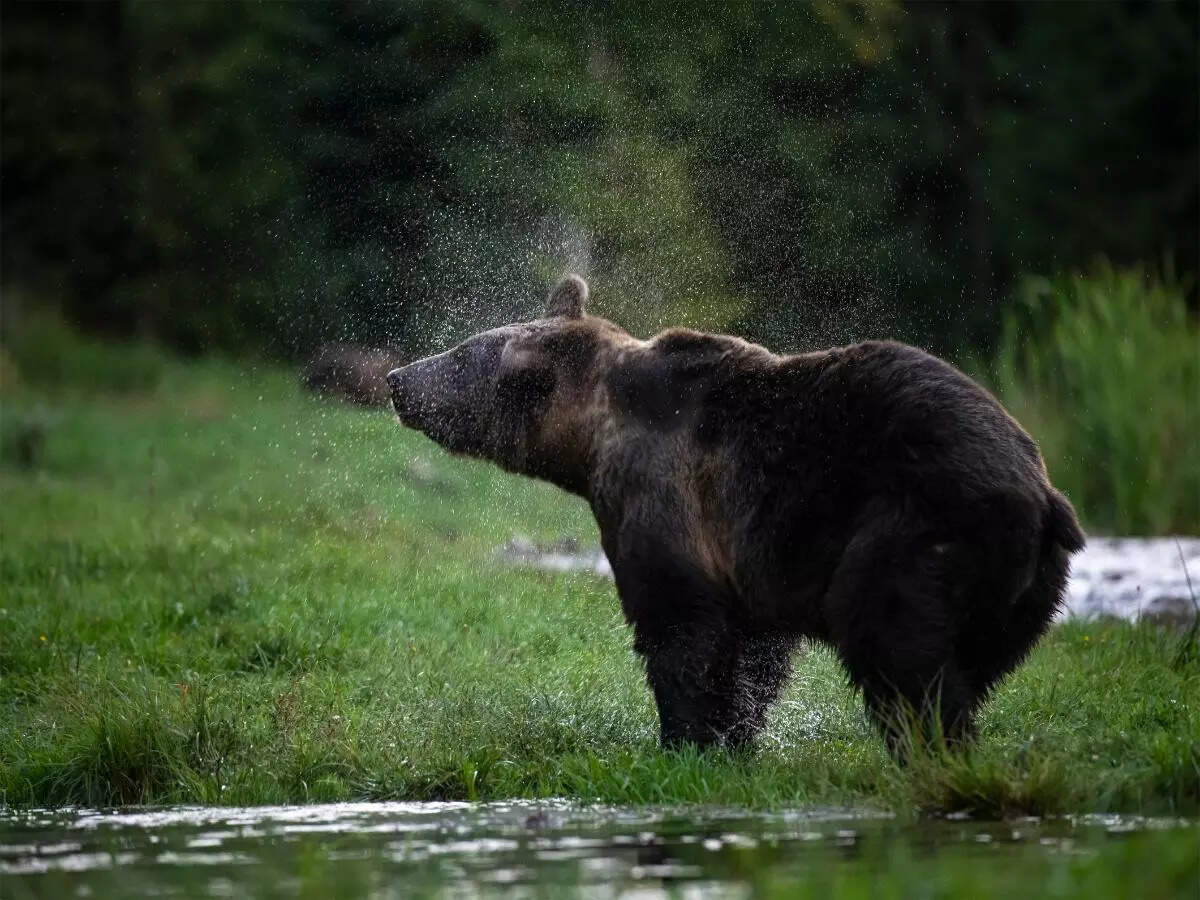 bear