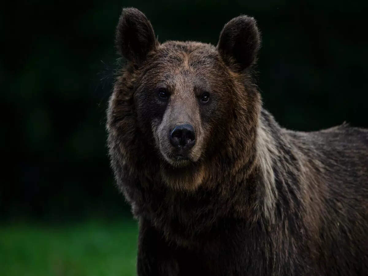 bear