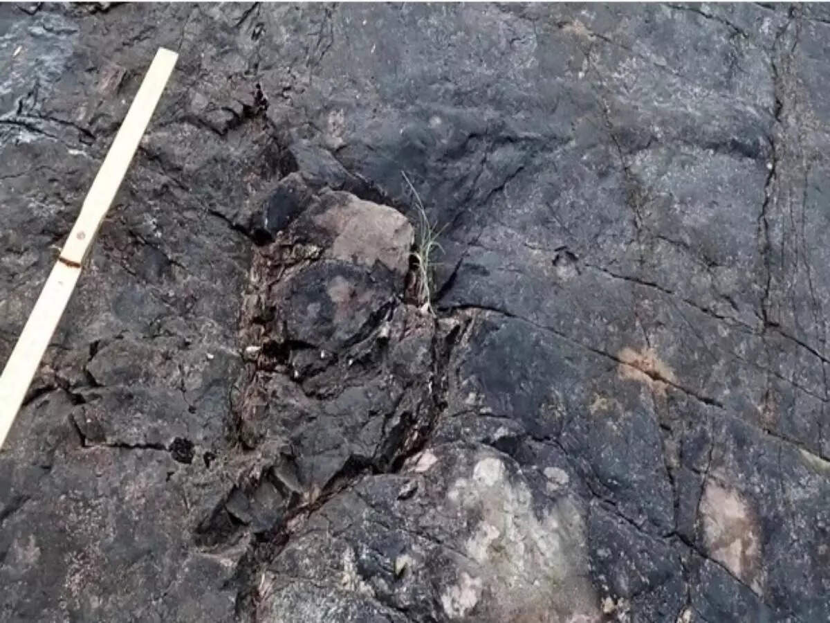 fossil