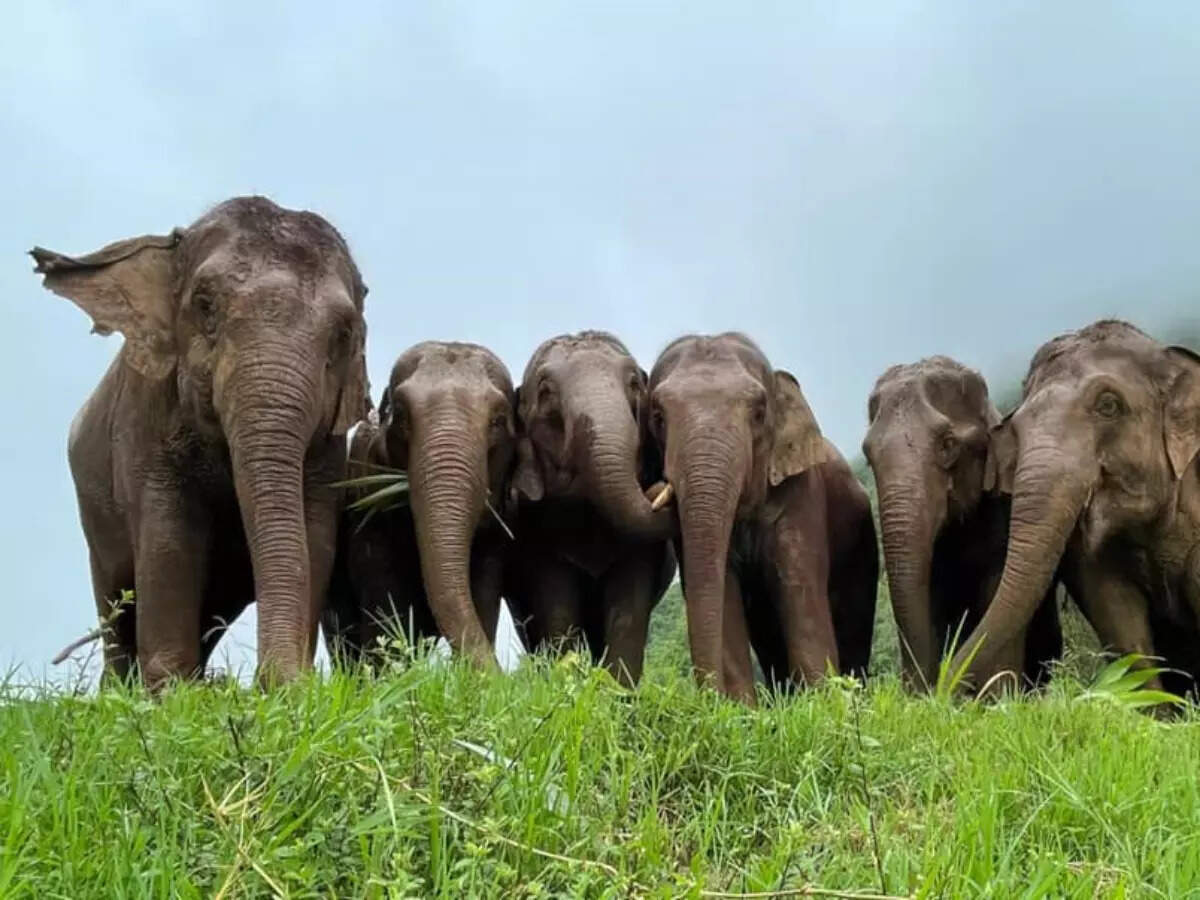Elephant Nature Park, Thailand