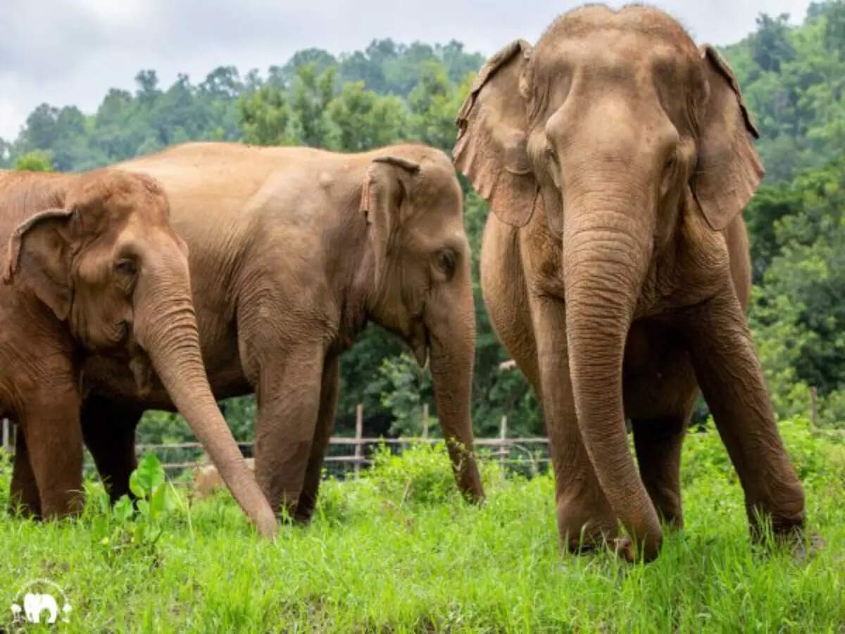 Elephant Nature Park in Chiang Mai
