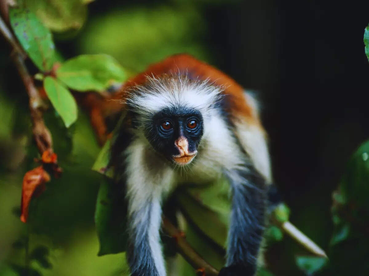 Wildlife in Zanzibar
