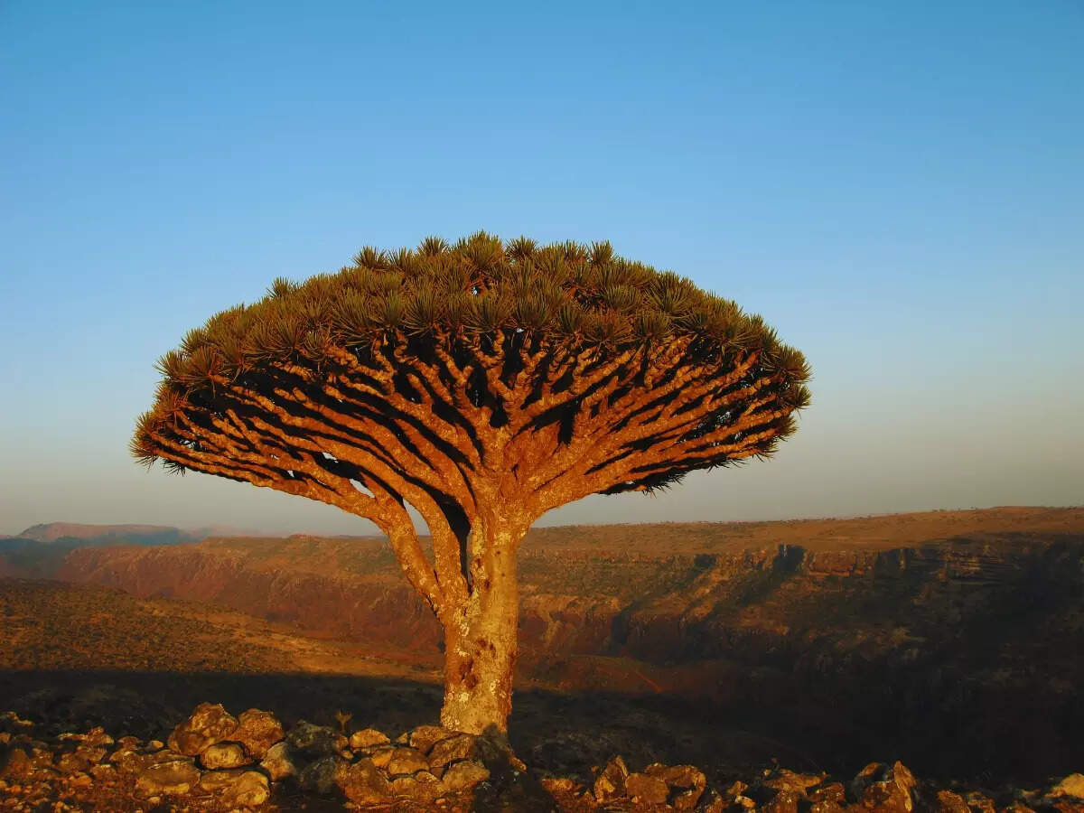 Dragon's Blood tree in Socotra Island, Yemen