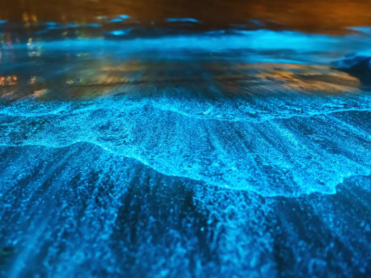 Bioluminescent beaches