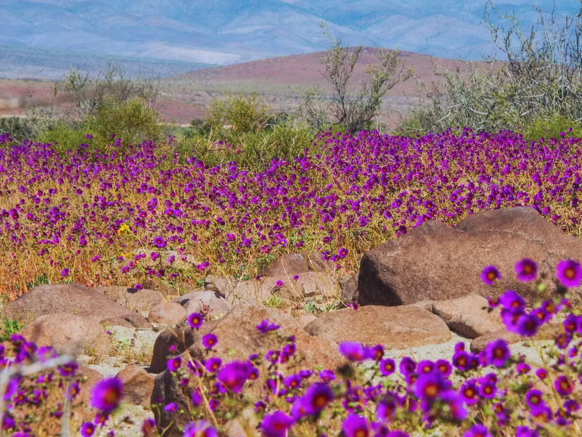 Atacama Desert Bloom