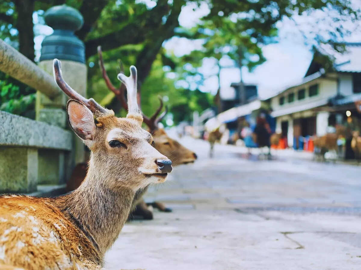 Nara deer