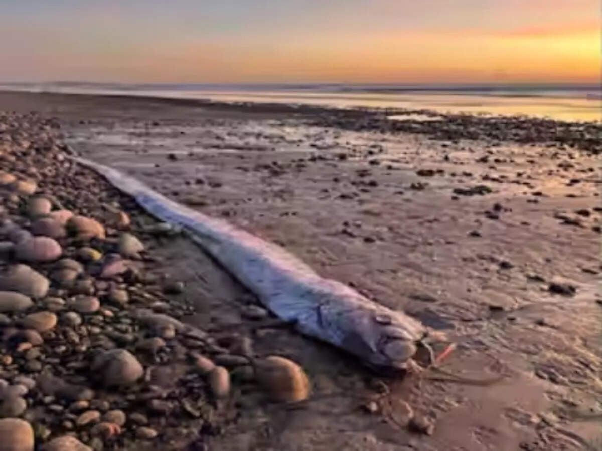 oarfish