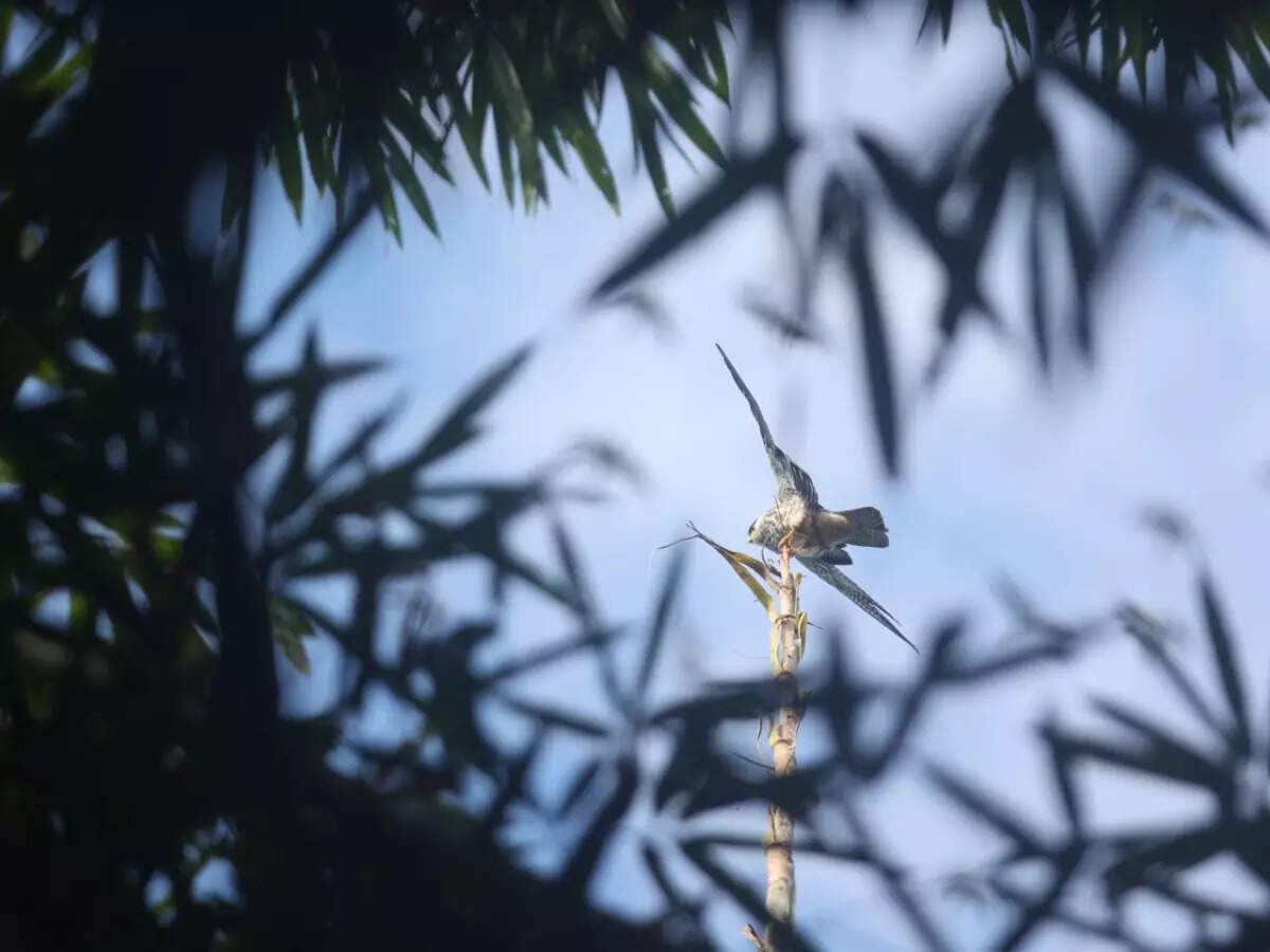 Amur falcon