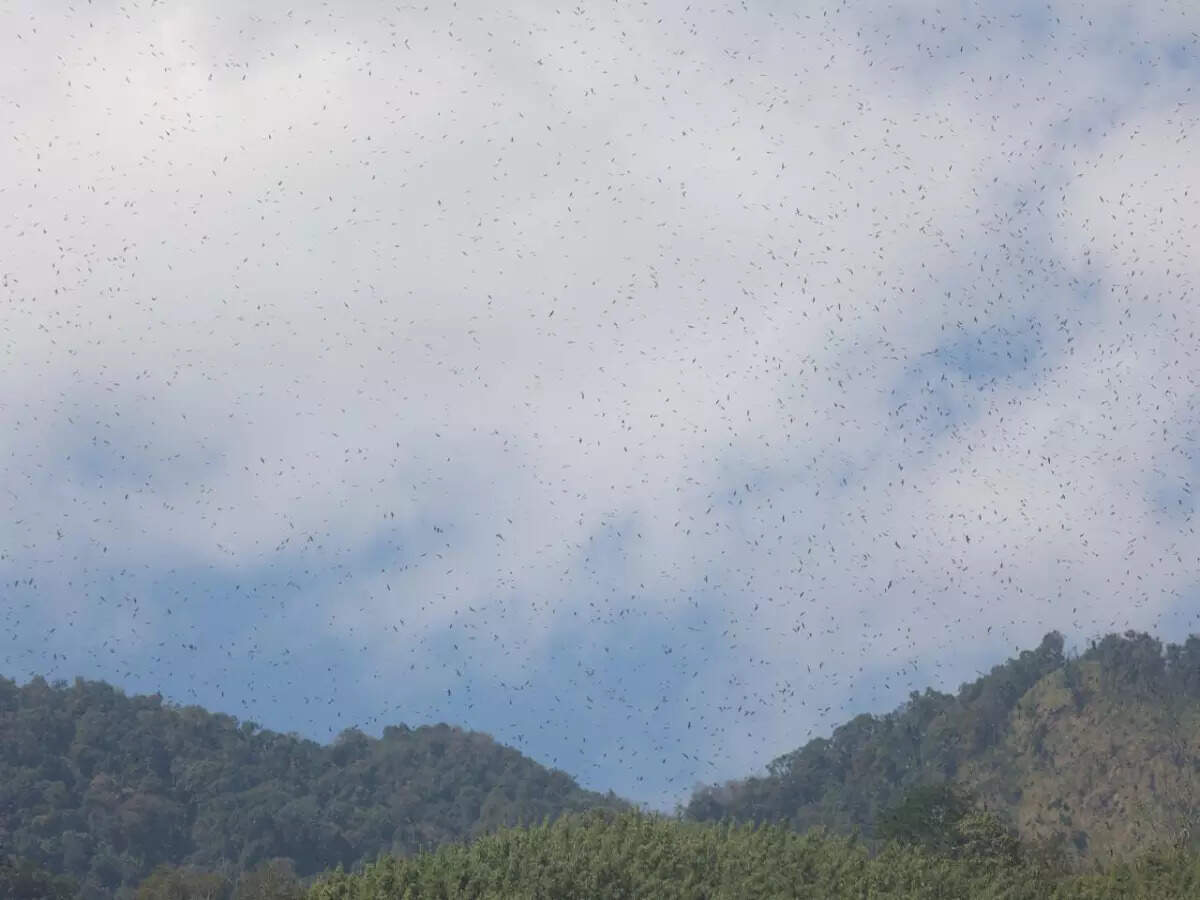 Amur falcon in Tamenglong