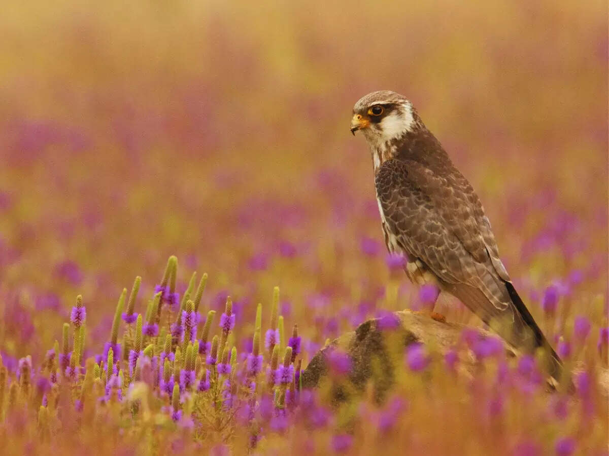 Amur falcon in Maharashtra