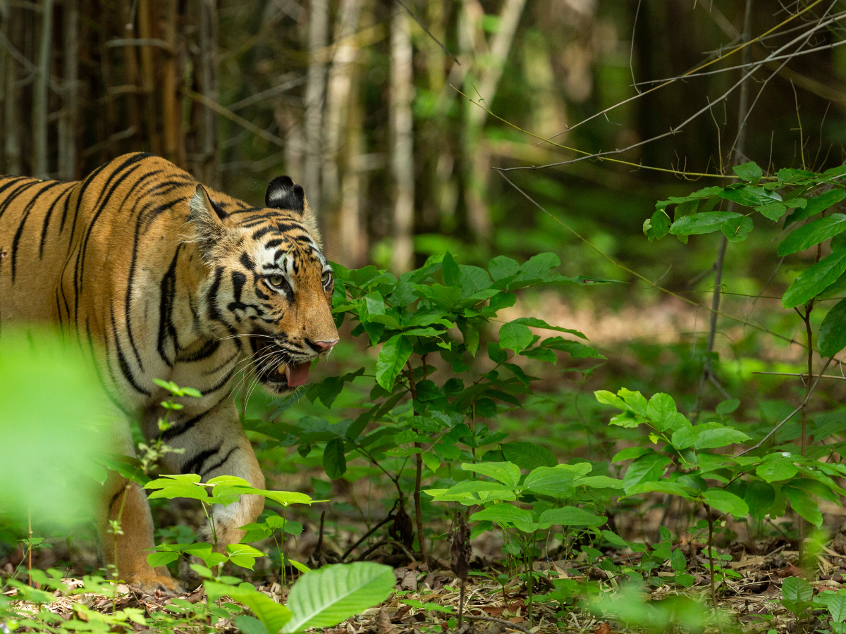tiger reserve