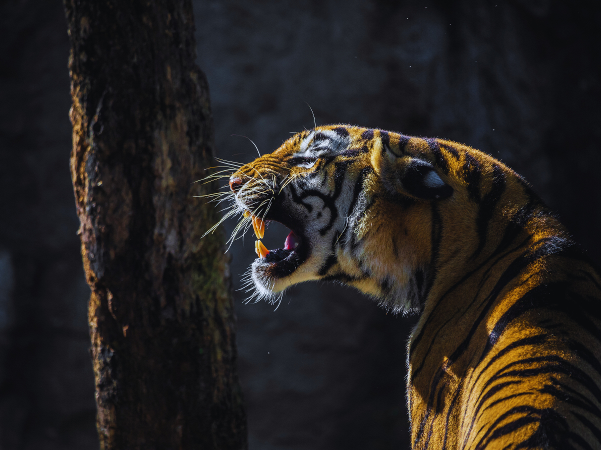 tiger