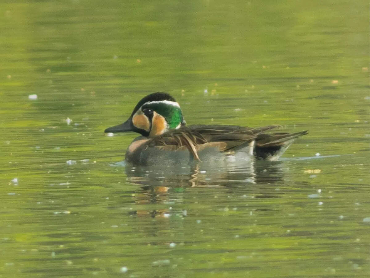 Baikal Teal in Sultanpur National Park Baikal Teal in Sultanpur National Park