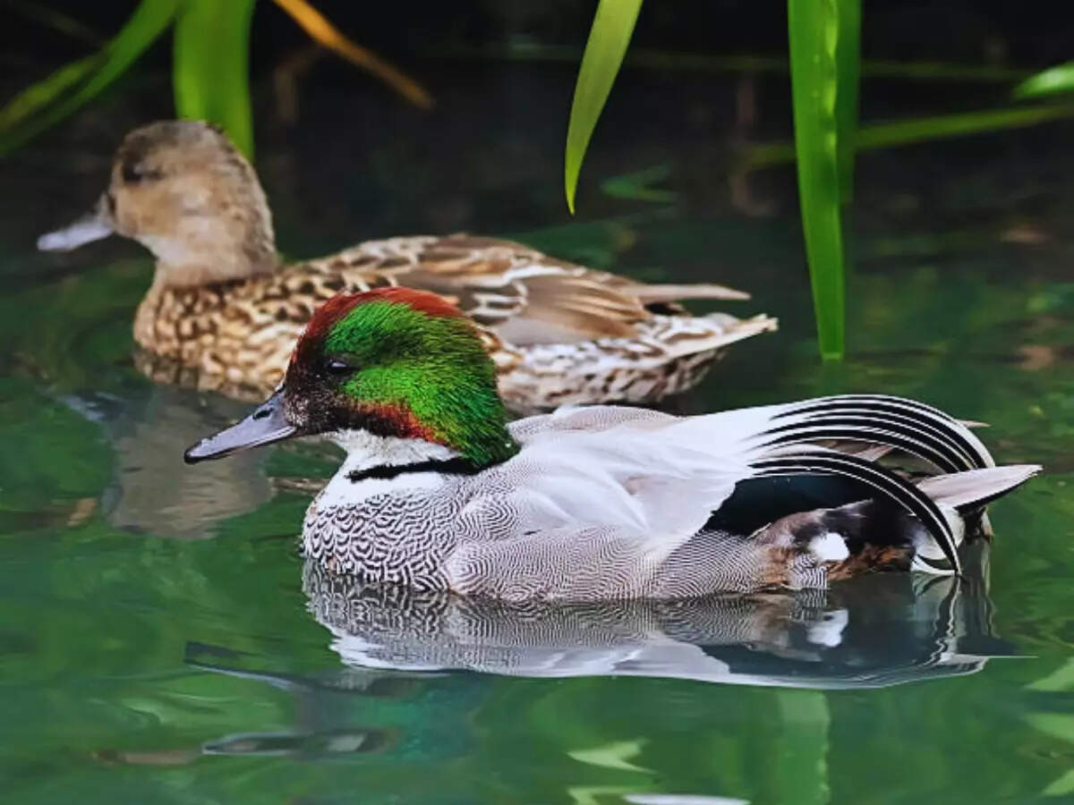Falcated ducks Falcated ducks