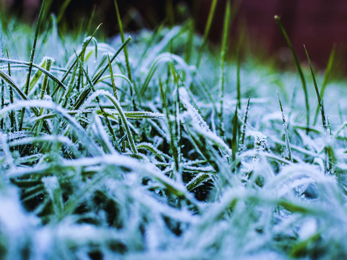 frost