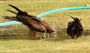 Quenching the parched throat