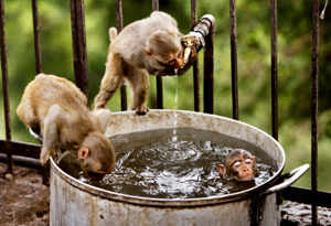 Quenching the parched throat