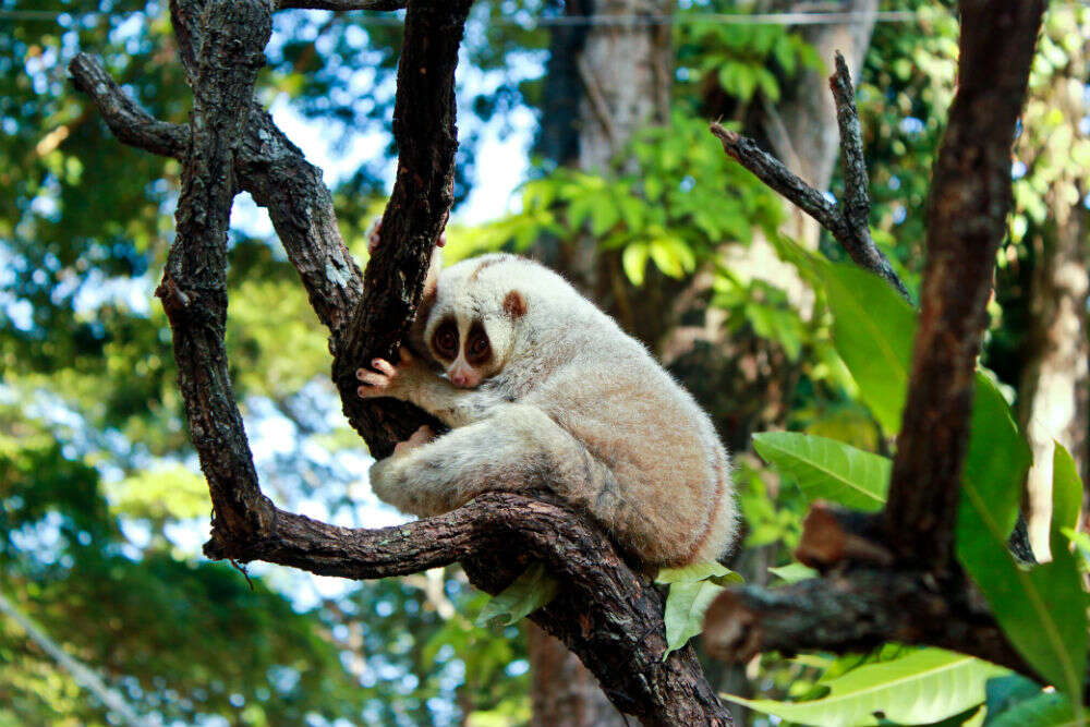 loris loris