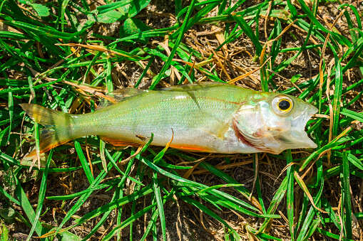 fish