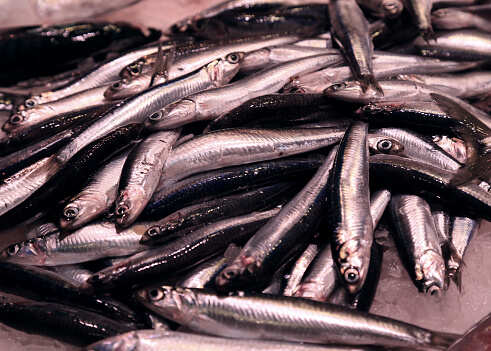 fish