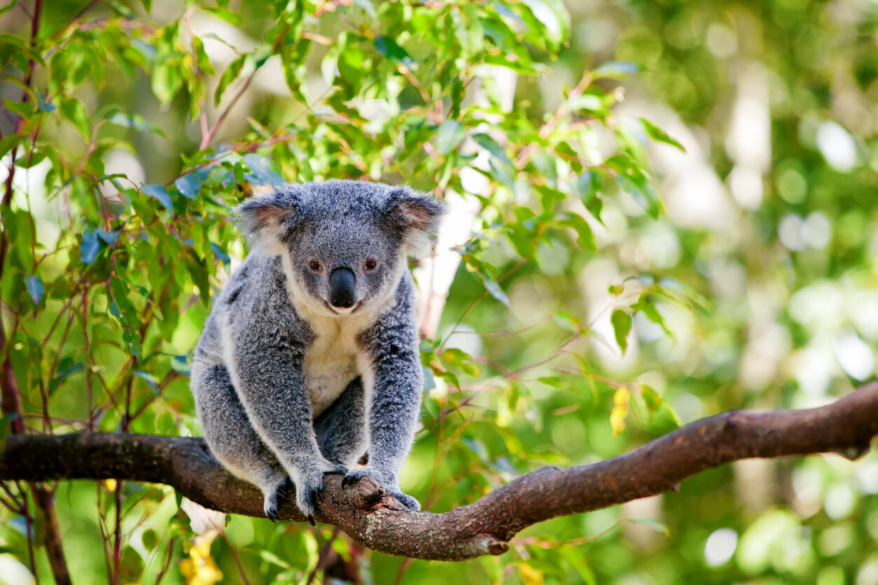 koala