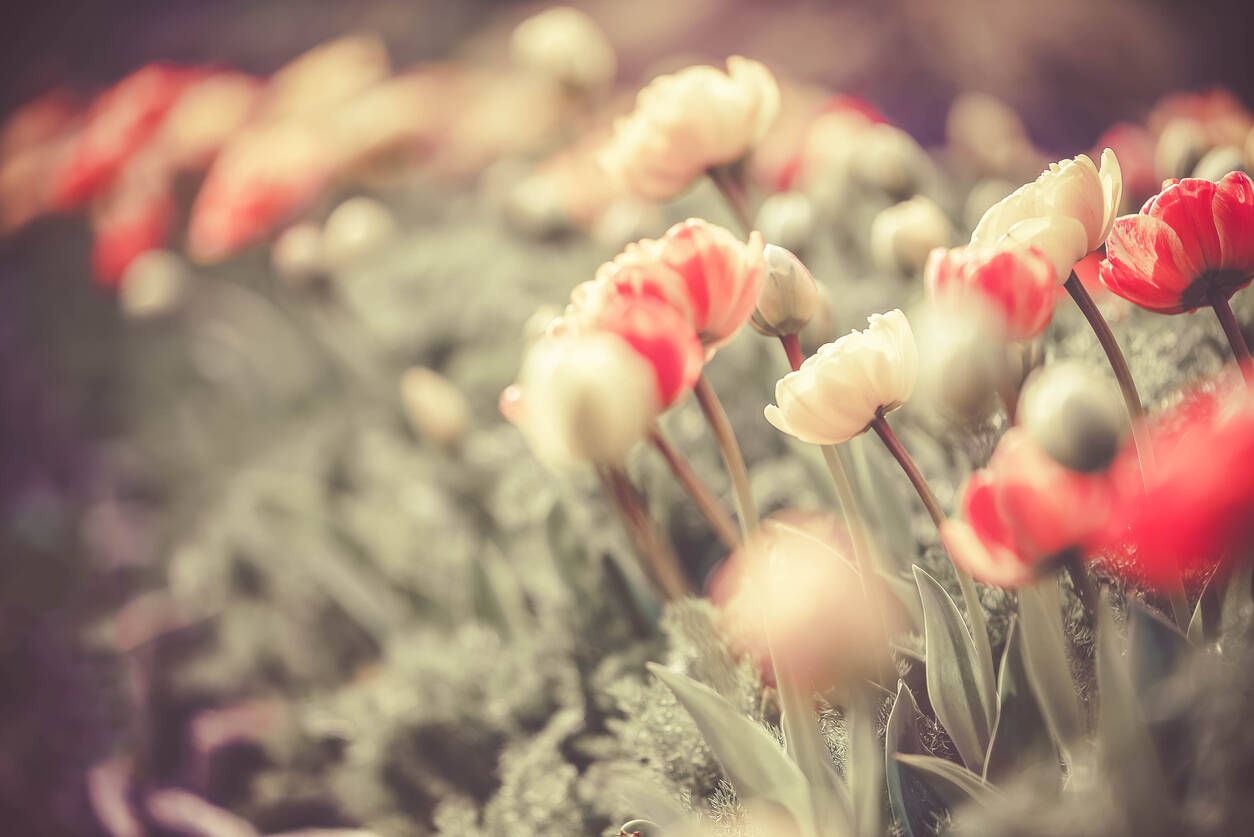 tulip tulip
