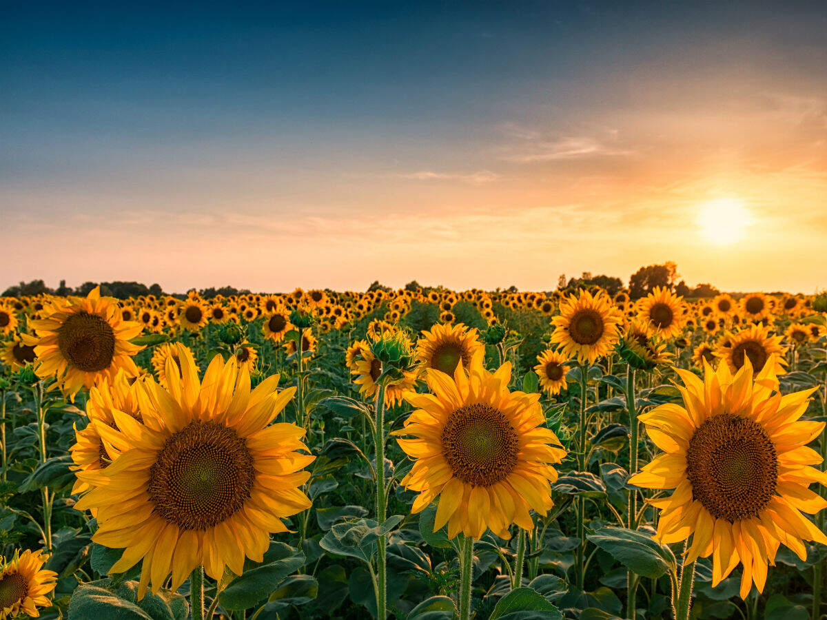 Sunflower
