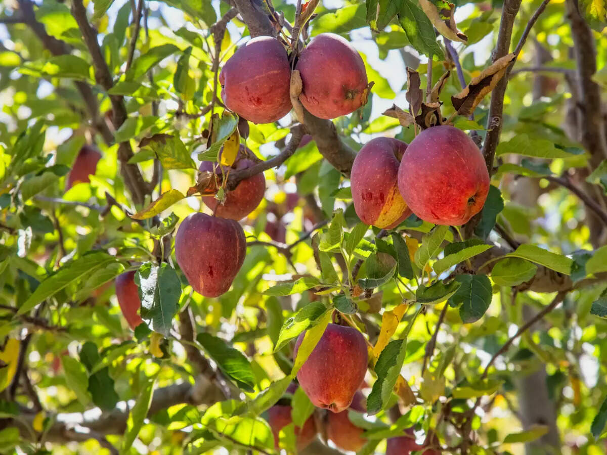 Kalpa apples