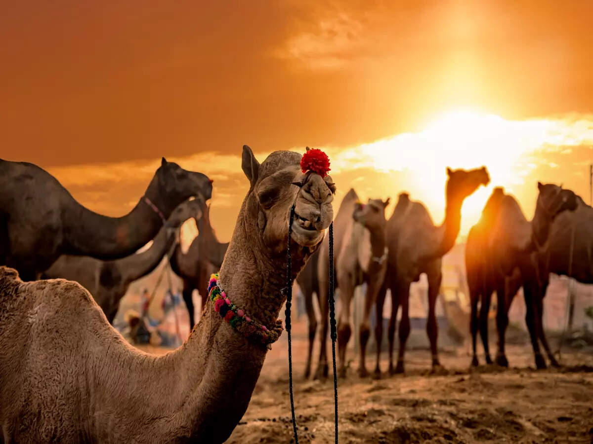 Pushkar Cattle Fair in Rajasthan