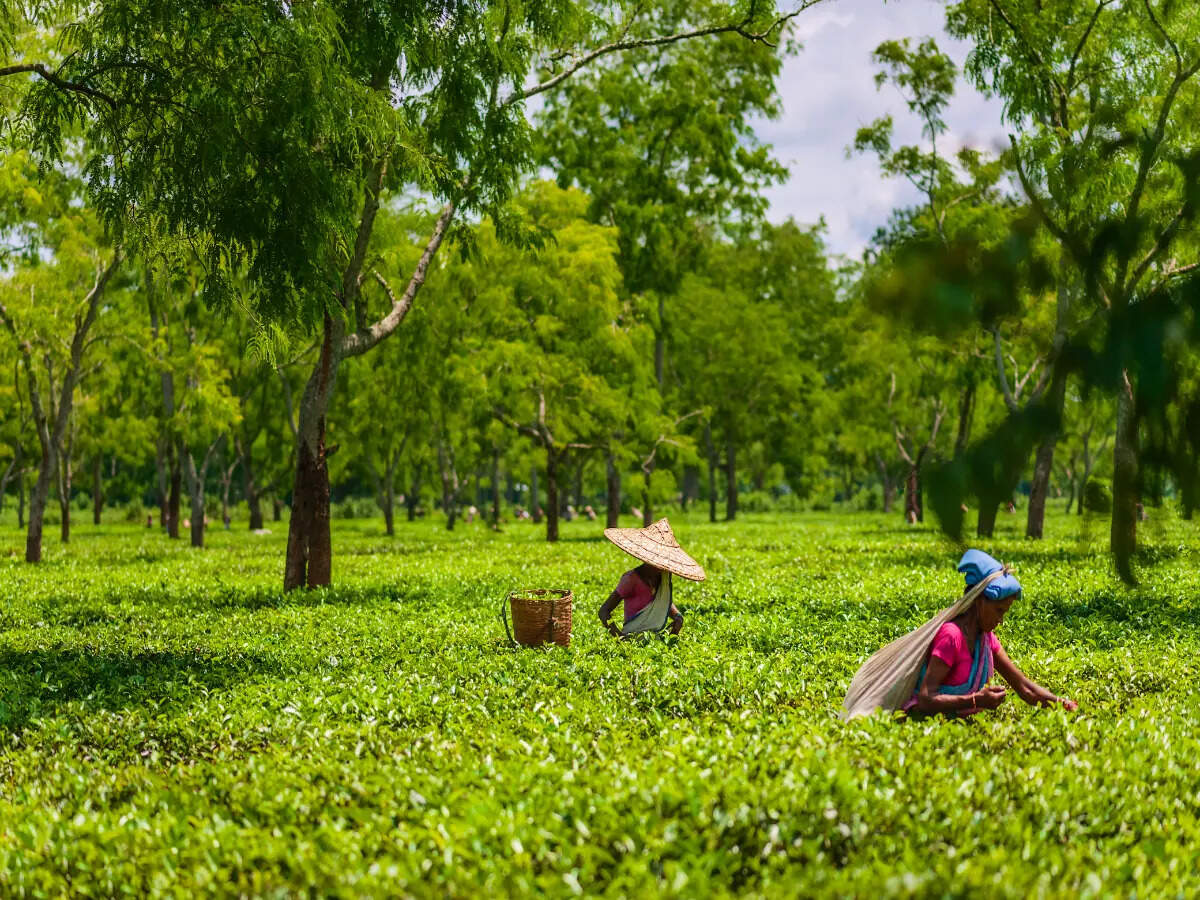 Assam tea garden
